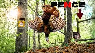 Chasing Turkeys 