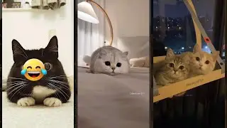 Cat Lover 🐱 kitten meowing call ❤️ #HelloKittyCats Part 9360
