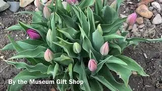 Pella Tulip Update - April 12, 2022
