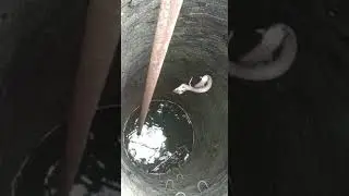 huge snake in my well #shorts