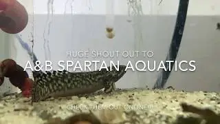 A&B Spartan Aquatics presents The Ornate Bichir