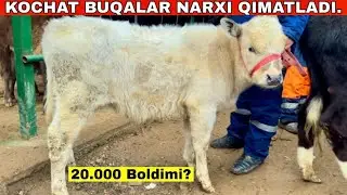Bargan Sari Narxlar Kesikin Kotarilyaptimi?Shoxidon Yosh Va Boqma Buqa Narxlari #2026 #molbozor 
