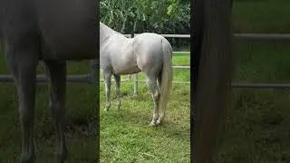 ​🌟 &iexcl;Potro Tacupay en Venta! #caballos #coleo #horses #millionaire #potros #teampenning  ​