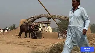 Bull powered flour making mill | Traditional and Antique method | Traditional and old punjab