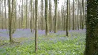 Bois de Halle