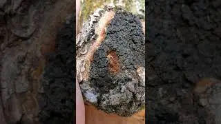 Foraging Chaga