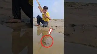 Unreal Catch! Giant Fish Found. #fishing #fishinglife #shorts #viral #Fishingmojo