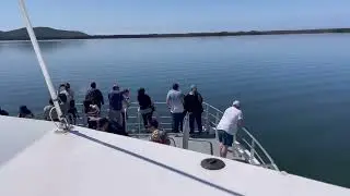 Dolphin watching in Forster with Amaroo Cruise