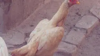 Asil of Pakistan