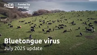 Bluetongue virus update - July 2025 | AHDB Webinar