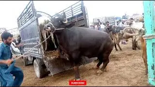 heavy buffalo unloading buffalo dangerous video stunt video
