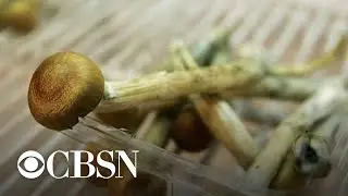 Denver voters approve decriminalizing 