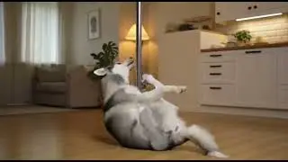 Watch This Husky Nail the Pole Dance Challenge! 🐶🔥 | Funny Dog Shorts