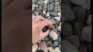 Finding an amazing Lake Superior agate!!! #agate #stone #gems #rockhounding