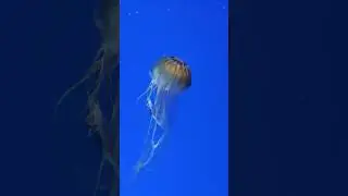 The jellyfish is tangled in its tentacles.