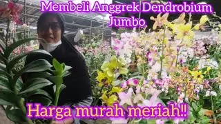 Membeli Anggrek Dendrobium jumbo,harga murah meriah#anggrek#orchcids