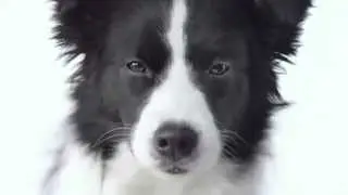 TV Commercial - Wellness Pet Food - Core - Why Wellness?