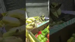 #vegetables #free #freshvegetables #vegetables #free #freshvegetables #standwithisrael