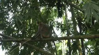 Langur Monkey Fight And Sounds II Alpha Langur Monkey So Angry
