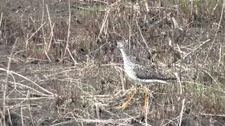 Lesser Yellowlegs (Scolopacidae: Tringa flavipes) Foraging on Land