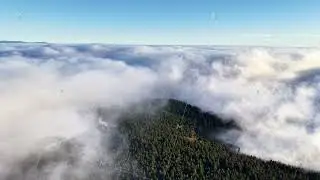 Silent Mountains Shrouded In Gentle Fog, Serene Woodland Summit Emerging Through Swirling Morning