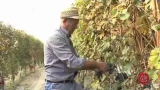 Produttori del Barbaresco (www.in-wine.com)