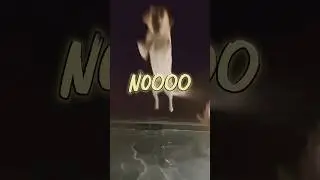 Fearful Situations: Yellow Lab Pool Jumping NO WARNING!