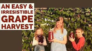 Using A Steam Juice Extractor For Grapes &mdash; A How to Tutorial.