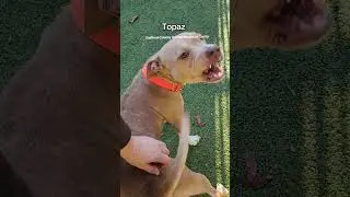Please meet affectionate Topaz at #gcas #greensboro #adopt #foster #dog #highpoint