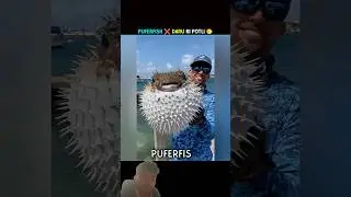Dolphins use pufferfish for intoxication🤯