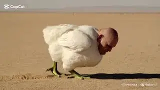A brainrot chicken body human head lizard feet #cat #trending #superfunny #fun #funny #omg 