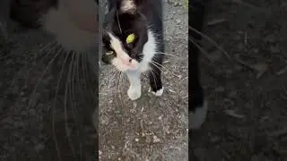 Ласковый)) #life  #cat #котики
