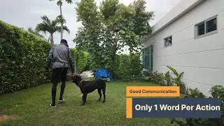 Teaching The Right Walk | ReEducating my Cane Corso ( XL Dog Breed )