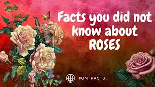 Fun facts about Roses || Rose flower varieties || Rose different colors || Oldest Rose