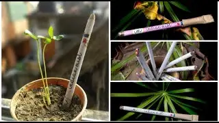 Plantable Pens & Pencils by Indian Mist ।।  Wildlife collection and ecofriendly products