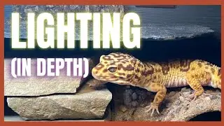 Advance Leopard Gecko Lighting & Heating (no more stress)