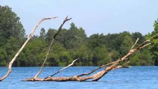 Belted Kingfisher Dive
