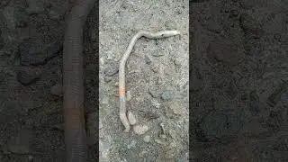 Earth Worm is called that helps you in turning kitchen &  waste into Black Gold. #TEAMSRCK