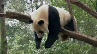 Wild About Pandas -  Wildlife Animal Documentary