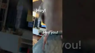 HEY! I have an extremely important message for you! | Ollysworld #bird #birb