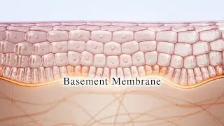 Basement membrane is the source of the skin rejuvenation for beautiful skin.｜Shiseido