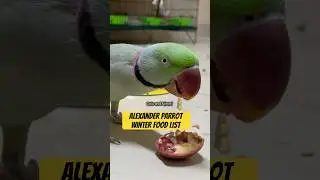 Alexander Parrot Winter Food List #parrot #parrotfood #winter #alexanderparrot #goluandmimmi
