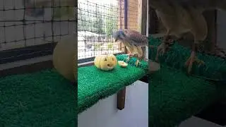 Happy Halloween from the Alaska Raptor Center! 🎃 #HappyHalloween #Enrichment #Pumpkins