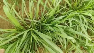 TCBT किसान का खेत बोलता है,मै कैसे हूं, गहरा रंग,अलग ही चमक अलग ही चैतन्यंता, #tcbt #जौ 