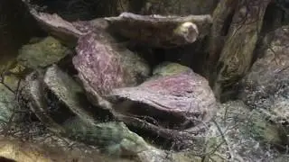Chesapeake Bay Biotope Aquarium Update 12/27/2018