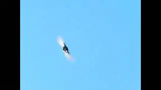 Anna's Hummingbird bug chasing overhead 300fps slow motion V08864