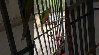 talking parrots..#youtubeshorts #petbirds #parrot #birds #talkingparrot #shorts #shortvideo #funny
