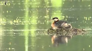 A Red-necked Grebe sits on its nest, and a young chick climbs under its parent's wing