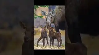 Moose #animalfacts #wildlife #animals #moose #elk #deer #nature #zoology #biology #lake #river