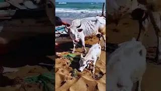 Hero Saves Cow & Calf Trapped in Fishing Net! #CowRescue #OceanHero #AnimalSave #baatibird